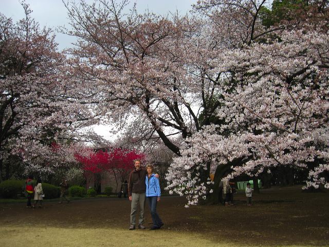 shinjuku_blossom_11.jpg
