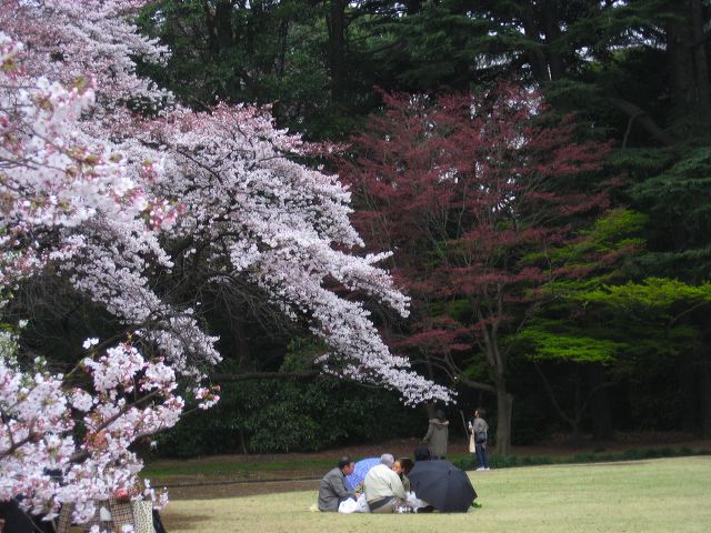 shinjuku_blossom_12.jpg