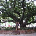 big_tree_02.jpg