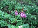 ontario36