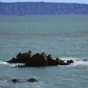 seals-on-rocks-at-renaca.jpg