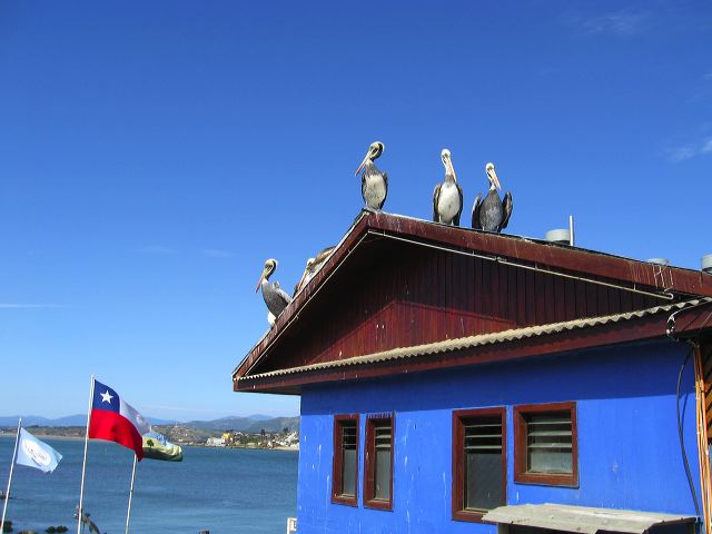 pelicans-in-concon.jpg