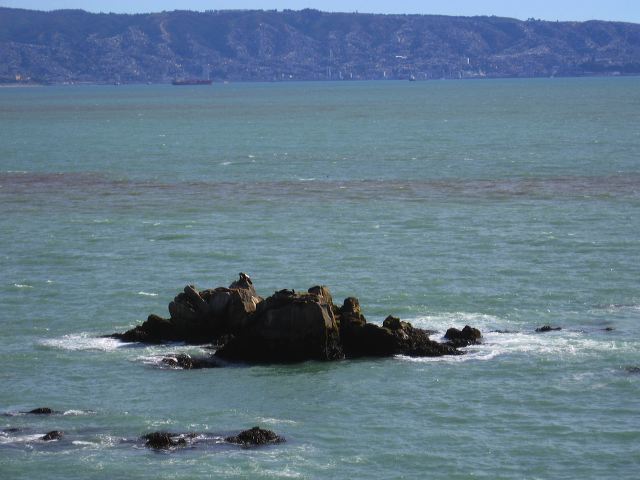 seals-on-rocks-at-renaca.jpg