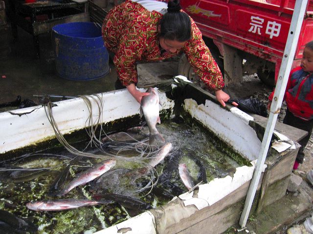 yulong_cycle_44.jpg