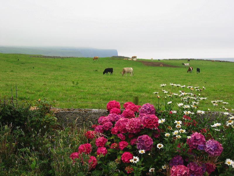 ireland201.jpg