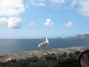 ireland018