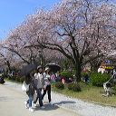 hikone_09.jpg