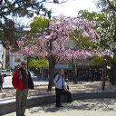 miyajima_10.jpg