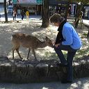 miyajima_12.jpg