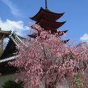 miyajima_39.jpg