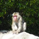 miyajima_hike_25.jpg