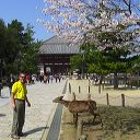 nara_11.jpg