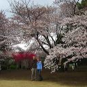 shinjuku_blossom_11.jpg