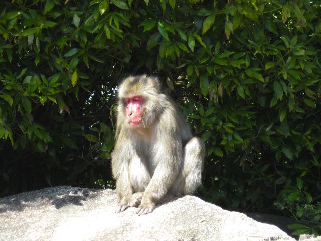 miyajima_hike_25.jpg