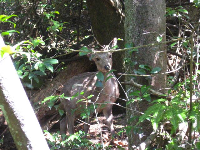 miyajima_hike_27.jpg