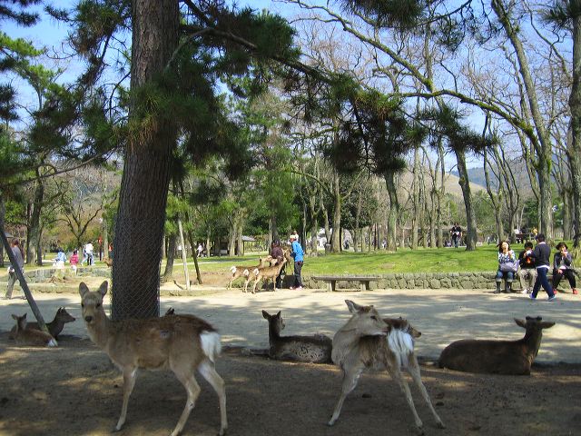 nara_52.jpg