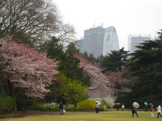 shinjuku_blossom_01.jpg