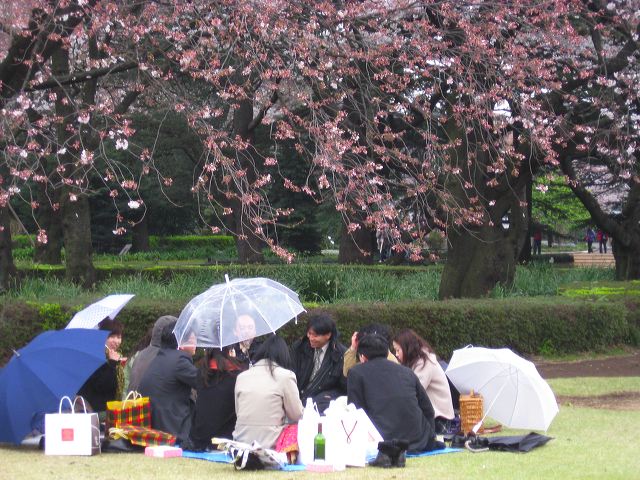 shinjuku_blossom_02.jpg