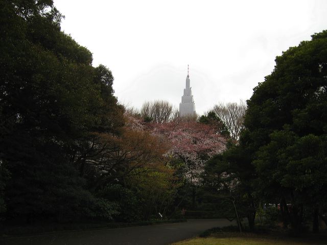 shinjuku_blossom_04.jpg