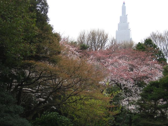 shinjuku_blossom_05.jpg