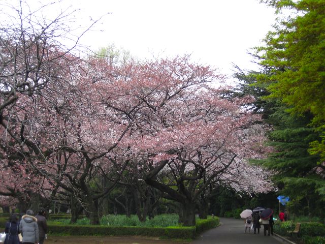 shinjuku_blossom_06.jpg