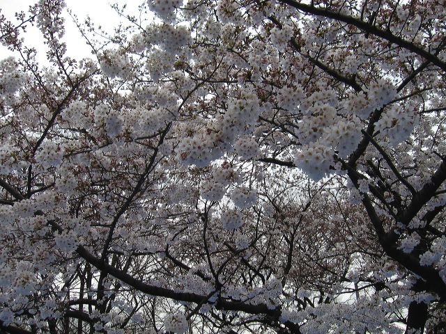 tokyo_ueno_06.jpg