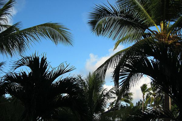 puntacana39.jpg