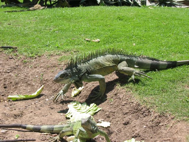 ecuador52