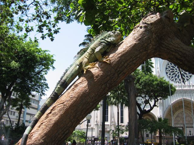 ecuador54