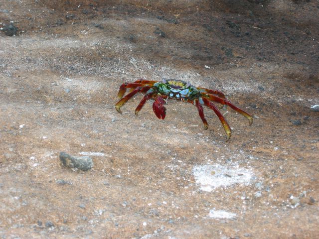 galapagos08