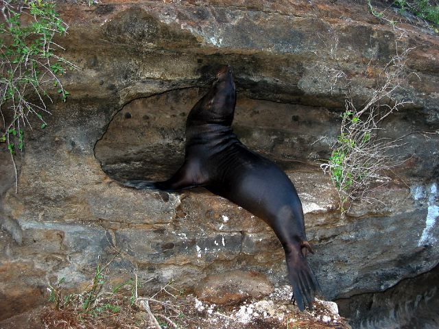 galapagos10