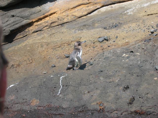 galapagos16