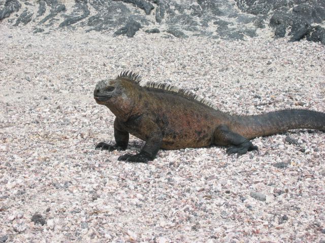 galapagos25