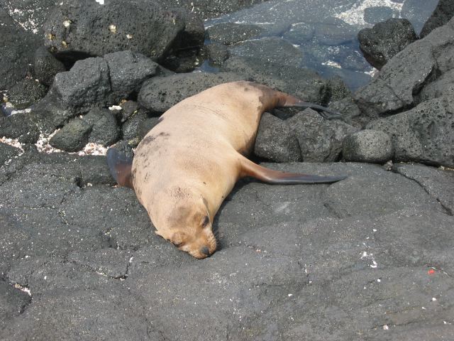 galapagos31