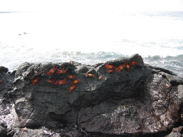 galapagos33