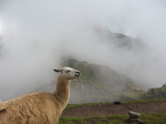 machupicchu29