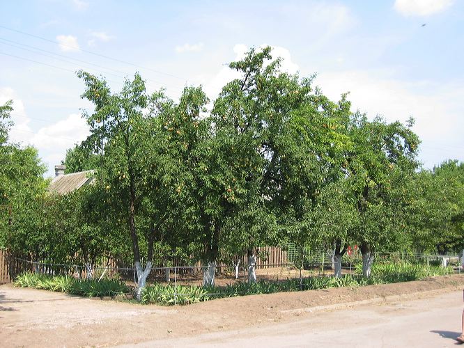 zaporizhia_026.jpg