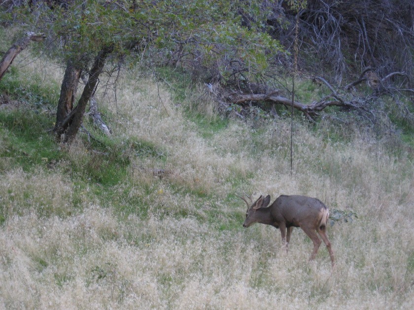 zion_national_park_37.jpg